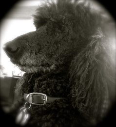 Charlie the Poodle